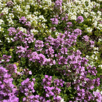 Thymian Coccineus - Bakker