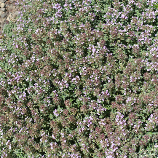 Wolliger Thymian - Bakker