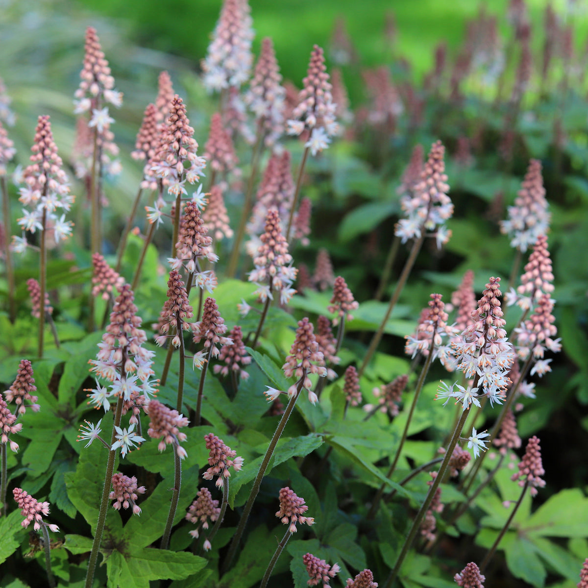 Tiarelle Spring Symphony - Tiarella Spring Symphony - Bakker