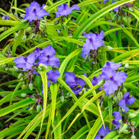 Dreimasterblume Sweet Kate