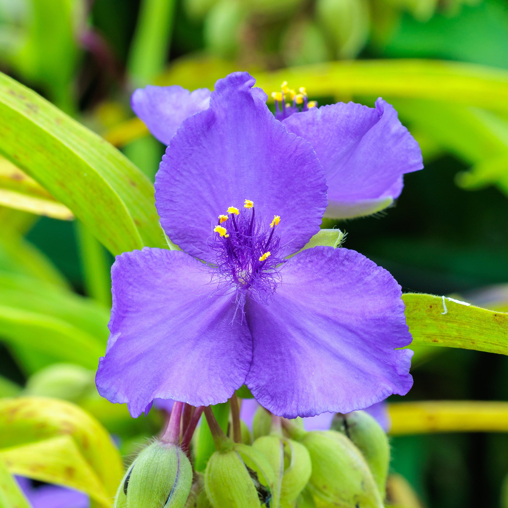 Tradescantia ( andersoniana group ) sweet kate - Dreimasterblume Sweet Kate - Stauden