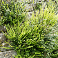 Asplenium trichomanes - Falsche Kapillaren - 