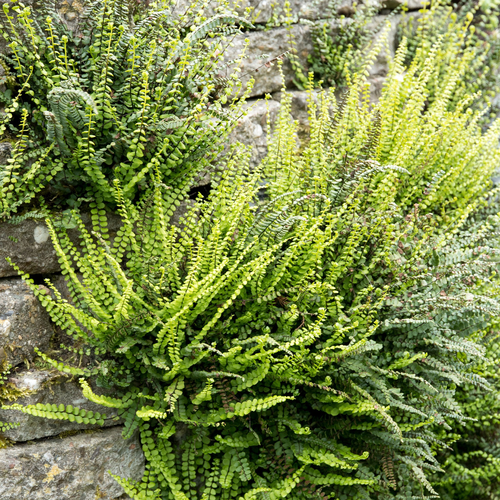 Asplenium trichomanes - Falsche Kapillaren - 