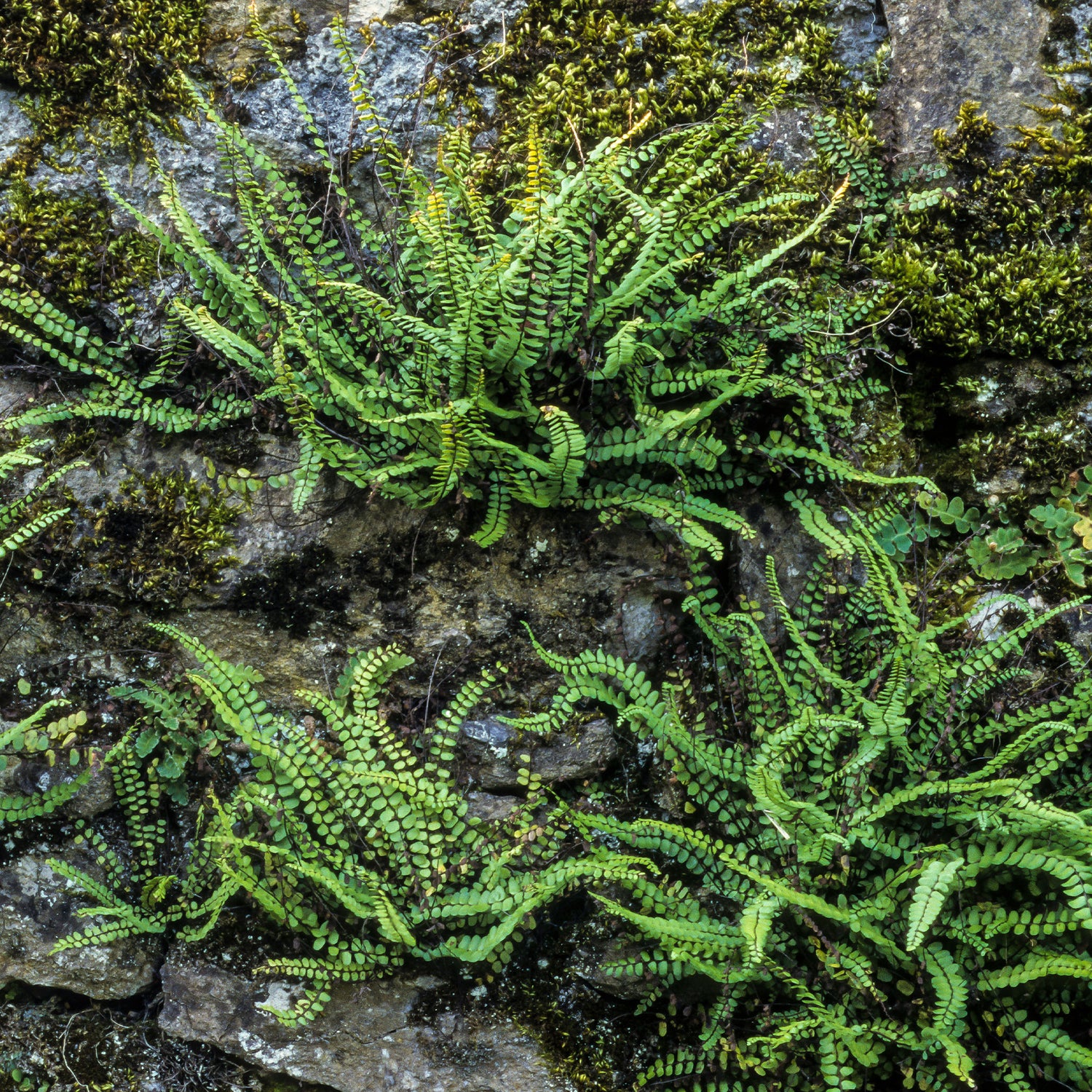 Asplenium - Streifenfarn