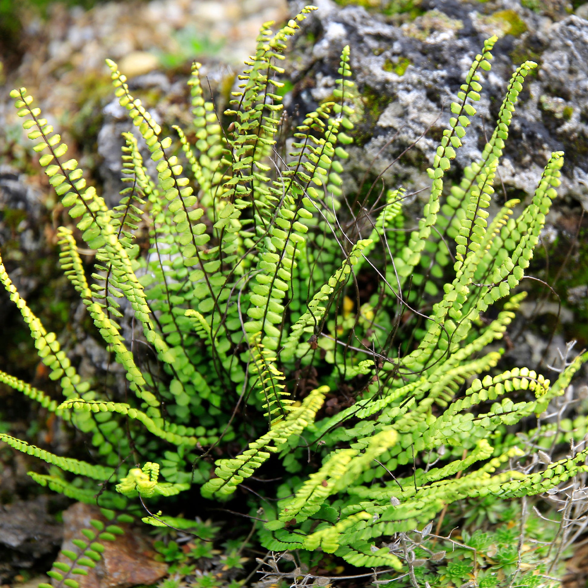 Falsche Kapillaren - Asplenium trichomanes - Bakker