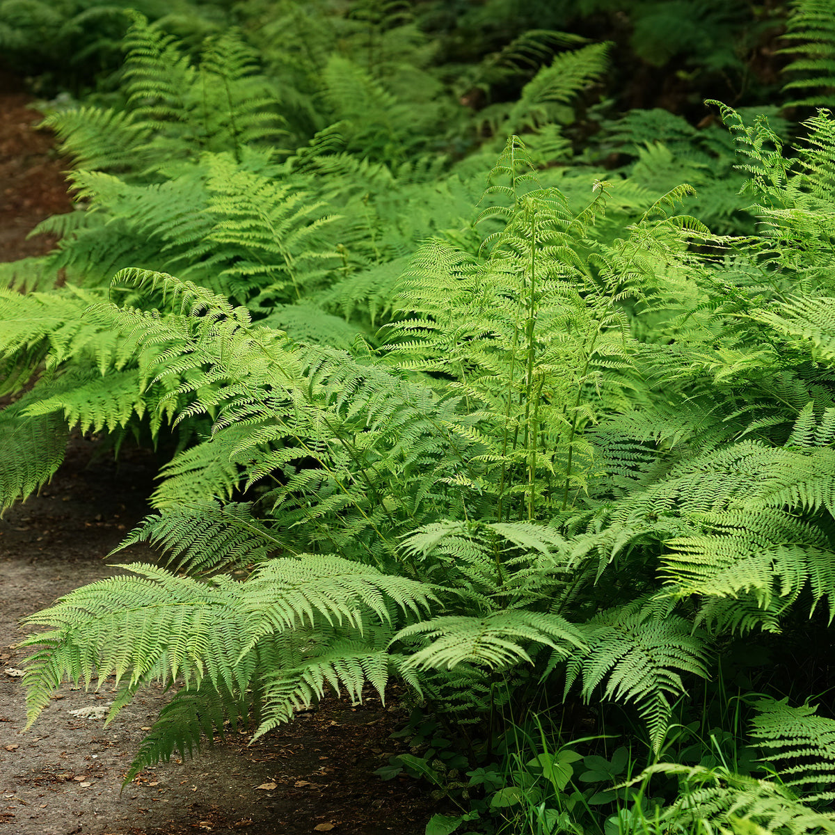 Frauenfarn - Athyrium filix-femina - Bakker