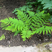 Breitblättriger Dornfarn - Dryopteris dilatata - Bakker