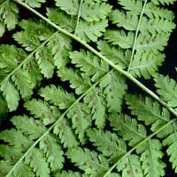Dryopteris dilatata - Breitblättriger Dornfarn - Stauden