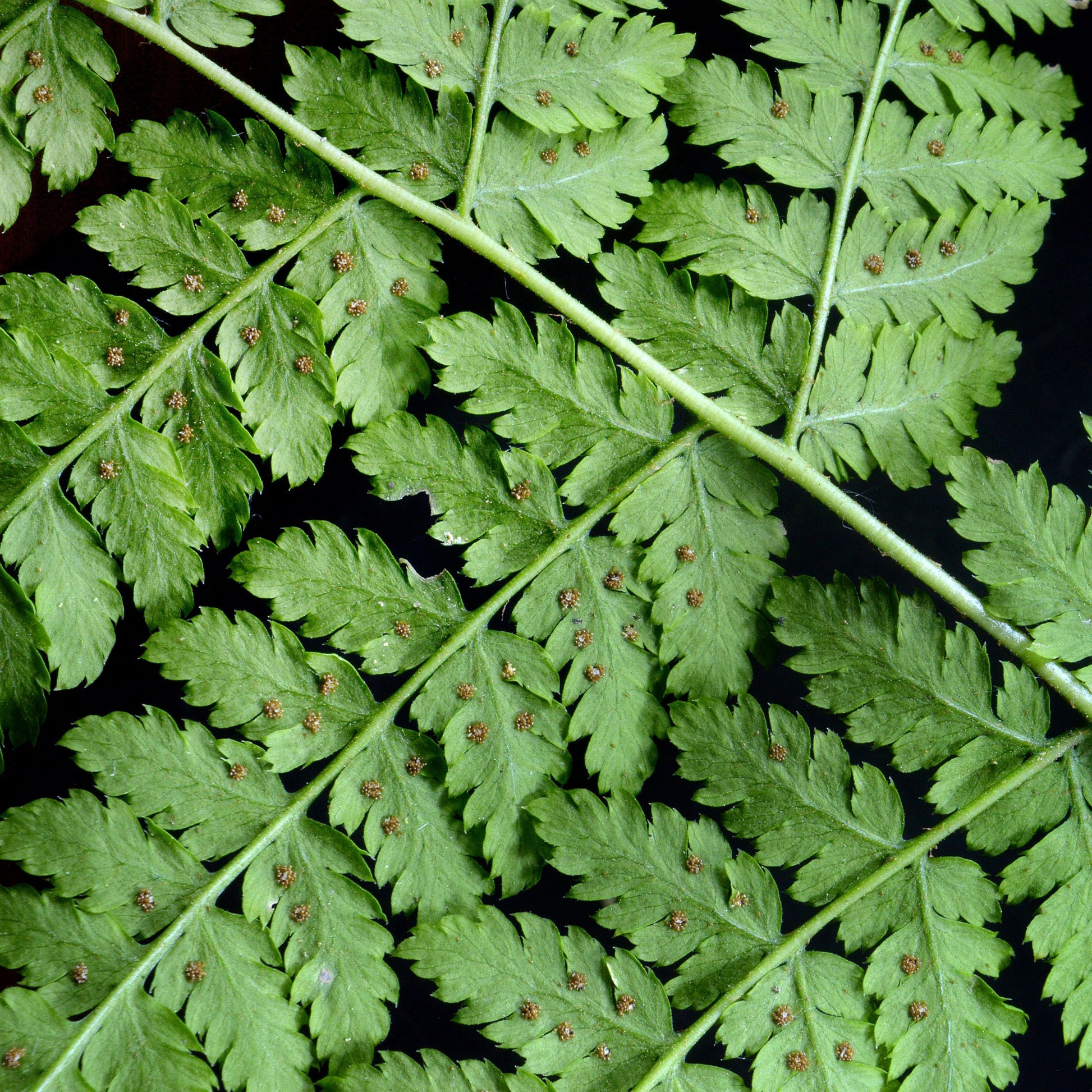 Dryopteris dilatata - Breitblättriger Dornfarn - Stauden
