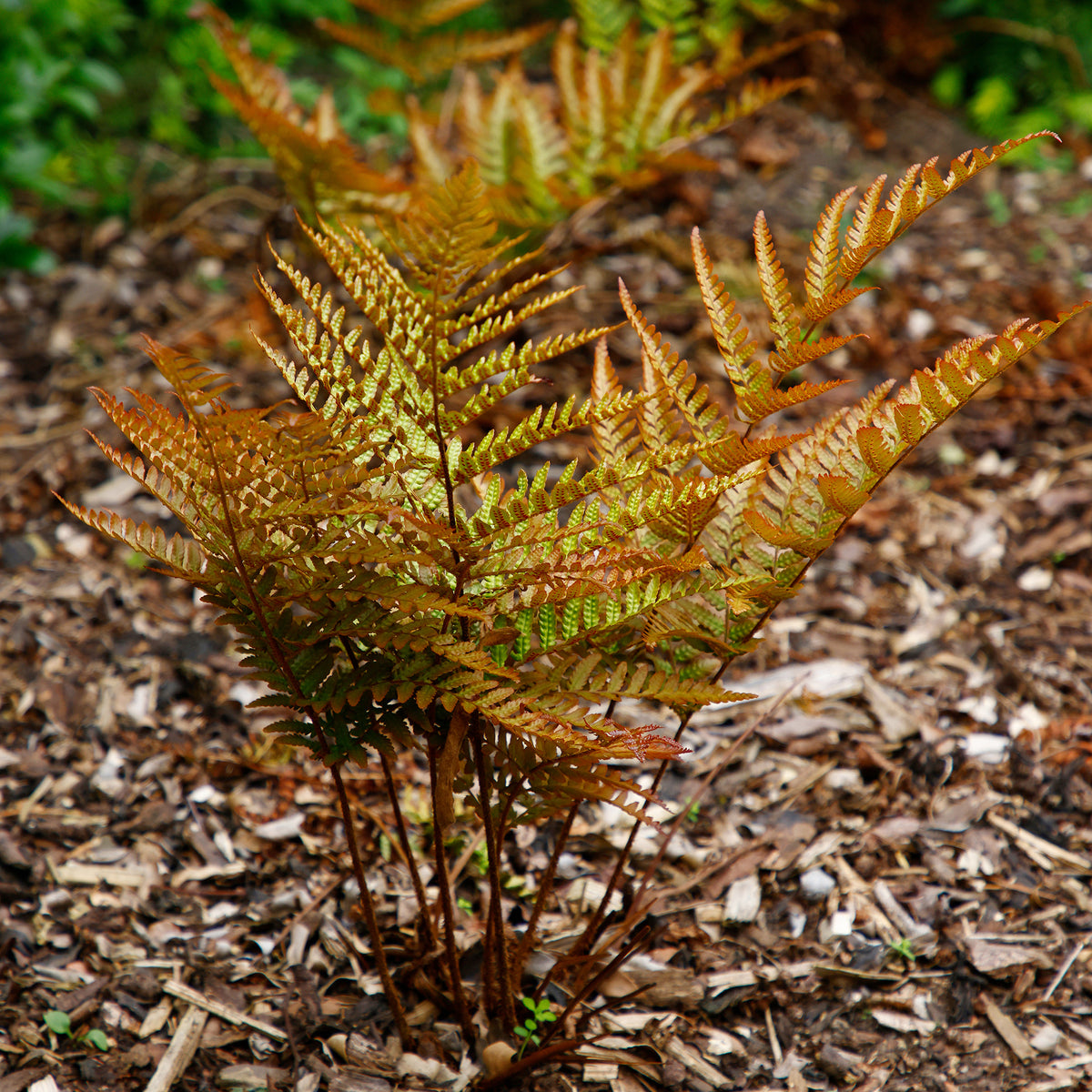 Roter Indusienfarn - Dryopteris erythrosora - Bakker