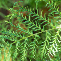 Männlicher Farn Linearis Polydactyla - Dryopteris filix-mas linearis polydactyla - Bakker