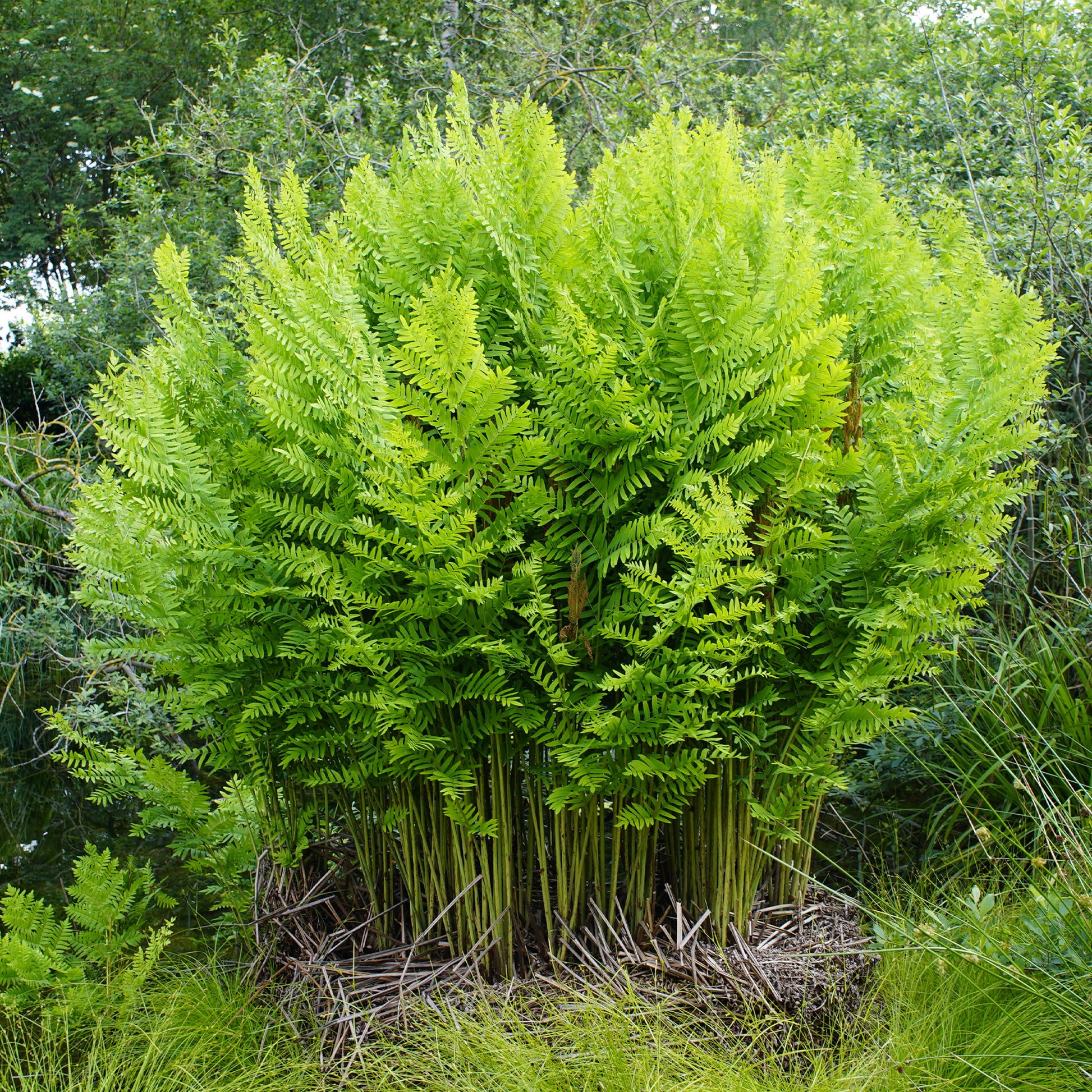Königlicher Osmonde - Osmunda regalis - Bakker