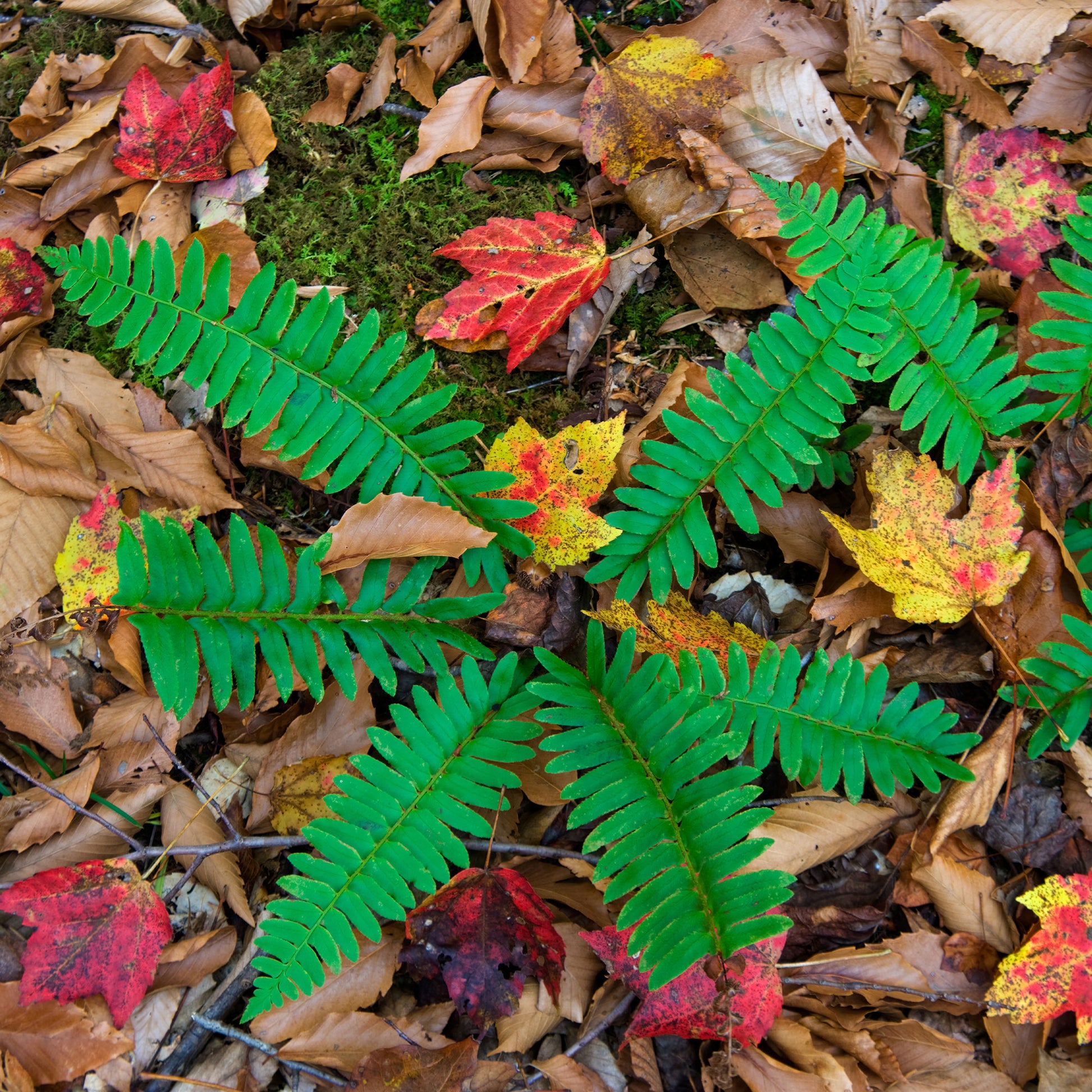 Polystichum acrostichoides - Weihnachtsfarn - Stauden