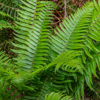 Polystic - Polystichum munitum - Bakker