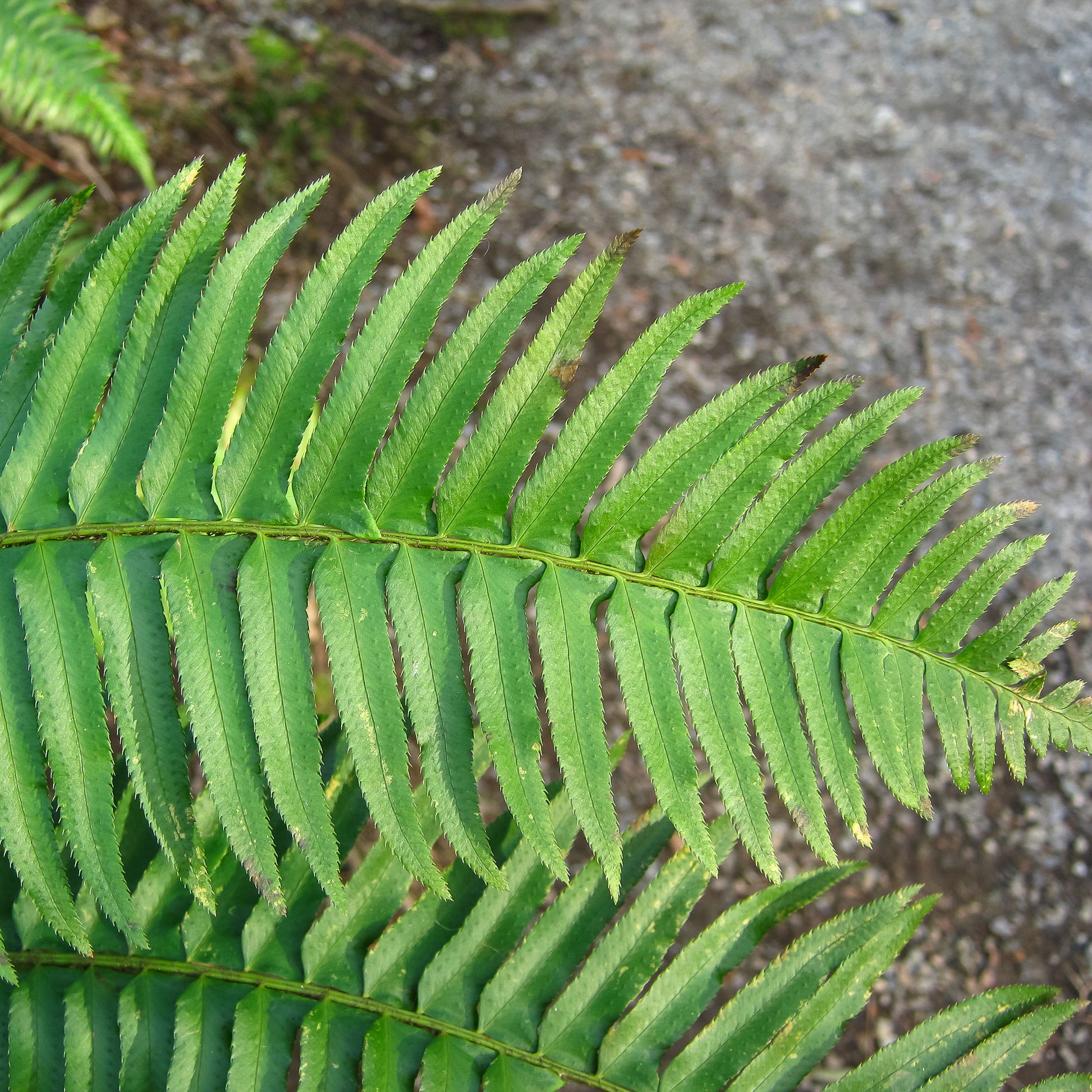 Polystichum munitum - Polystic - Stauden