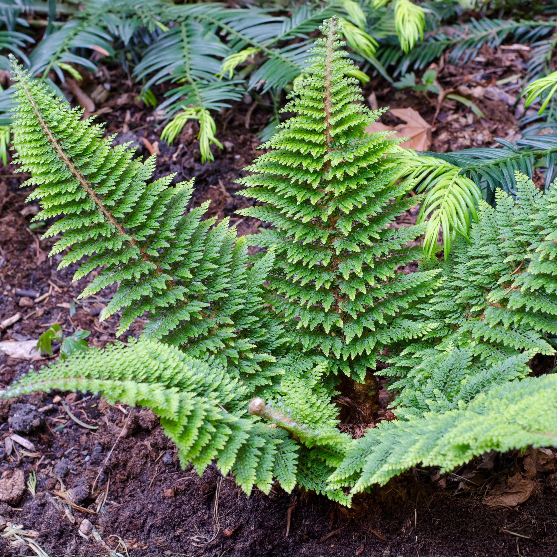 Polystichum setiferum plumoso-densum - Polystic Plumosum Densum Dichter Federfarn - Farne