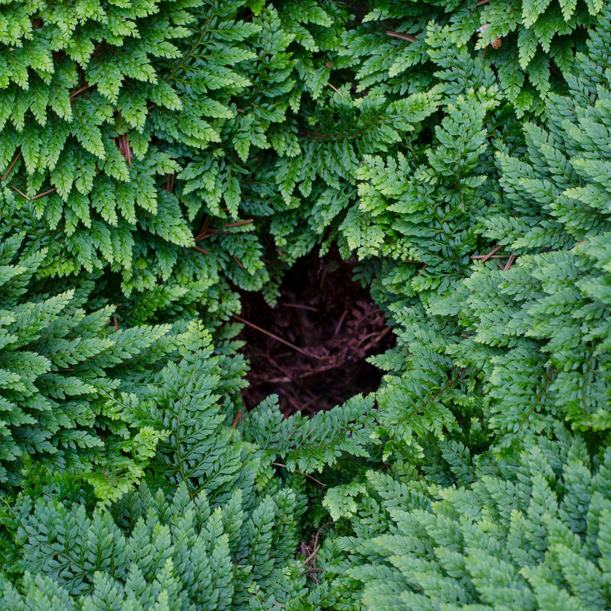 Farne - Polystic Plumosum Densum Dichter Federfarn - Polystichum setiferum plumoso-densum