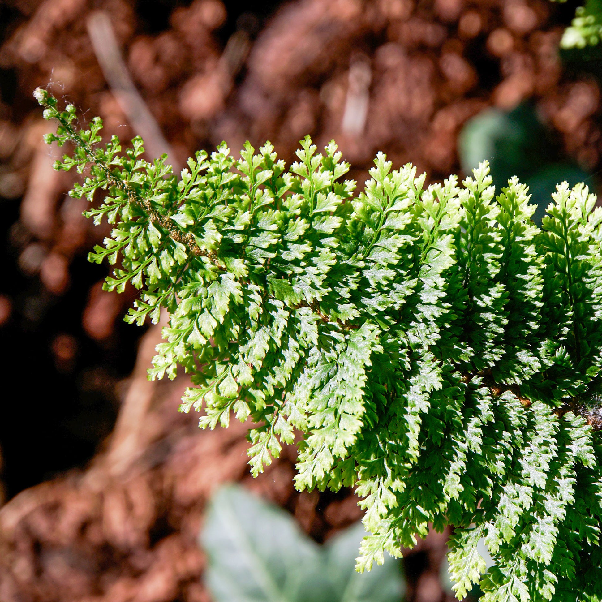 Polystic Plumosum Densum Dichter Federfarn - Polystichum setiferum plumoso-densum - Bakker