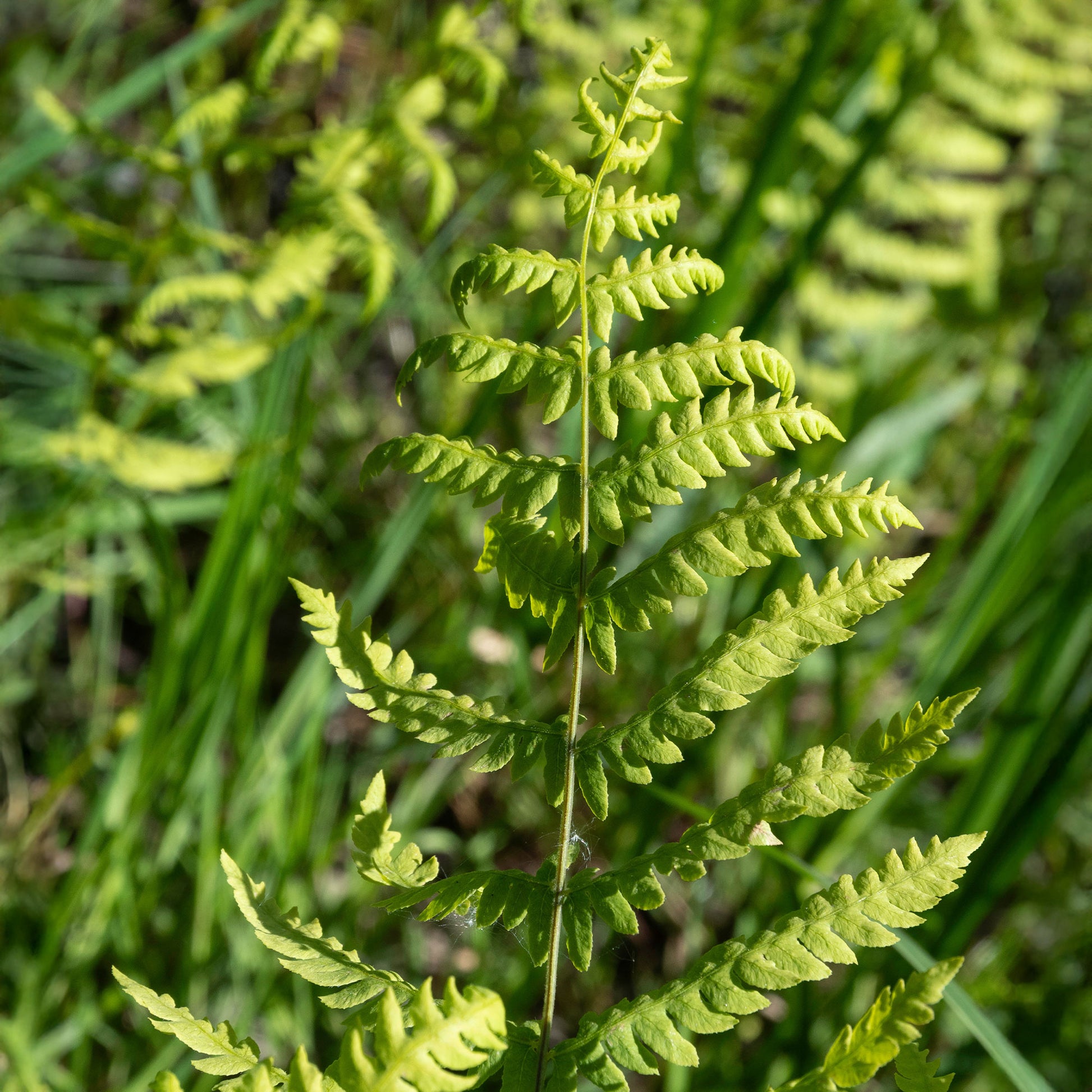 Thelypteris palustris - Sumpffarn - Farne