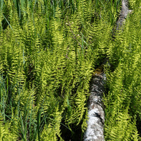 Sumpffarn - Thelypteris palustris - Bakker