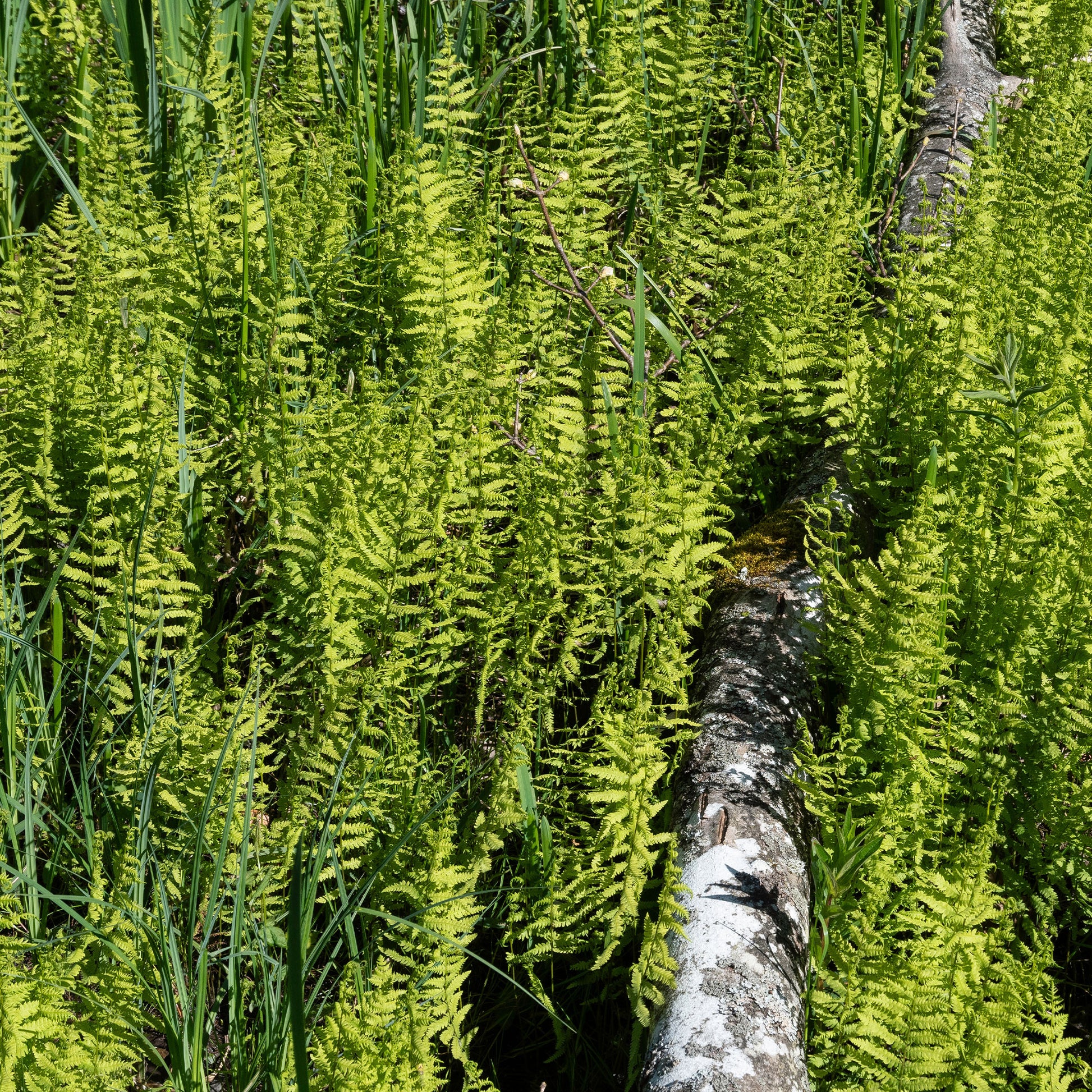 Sumpffarn - Thelypteris palustris - Bakker