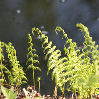 Farne - Sumpffarn - Thelypteris palustris