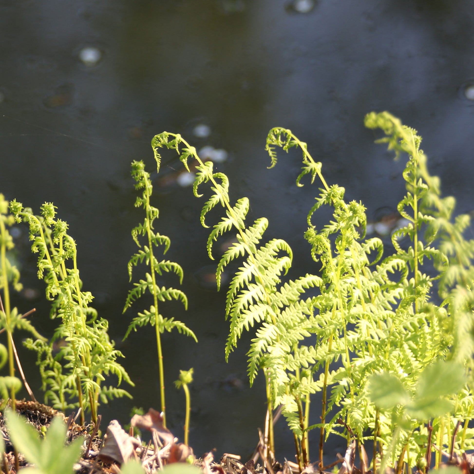 Farne - Sumpffarn - Thelypteris palustris