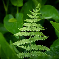 Verkauf Sumpffarn - Thelypteris palustris