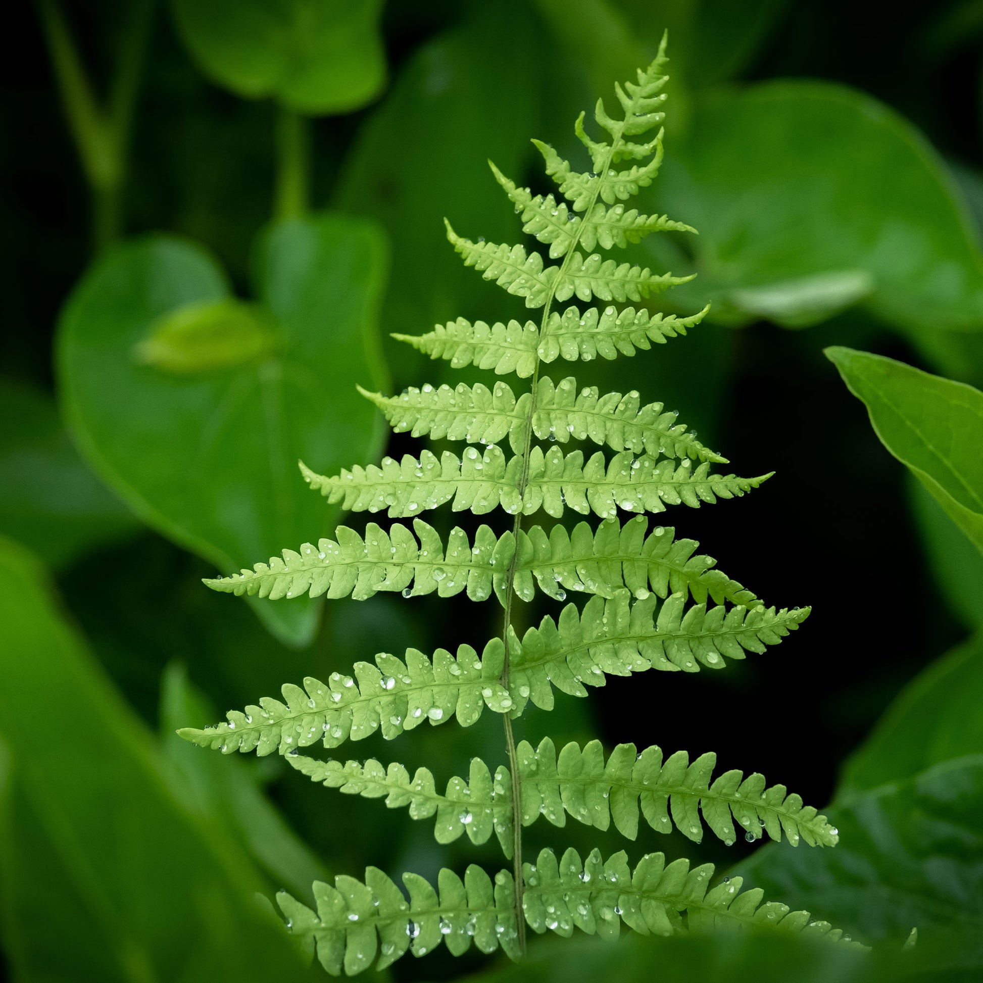 Verkauf Sumpffarn - Thelypteris palustris