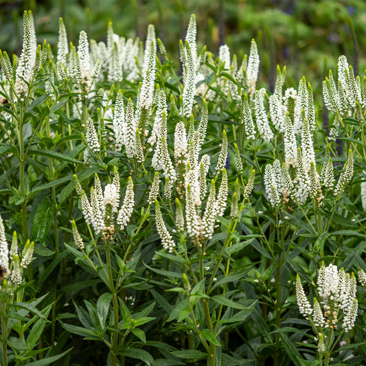 Veronika First Lady - Bakker