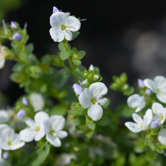 Kriechender Ehrenpreis - Bakker