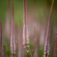Kandelaber-Ehrenpreis Erika - Veronicastrum virginicum erika - Bakker