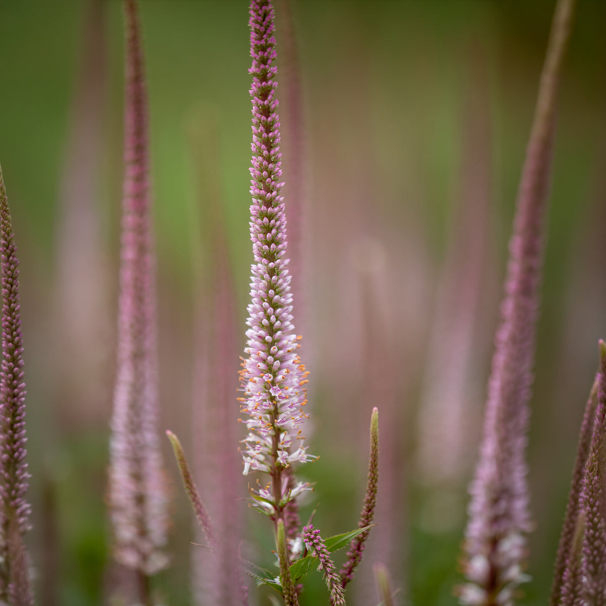 Kandelaber-Ehrenpreis Erika - Veronicastrum virginicum erika - Bakker