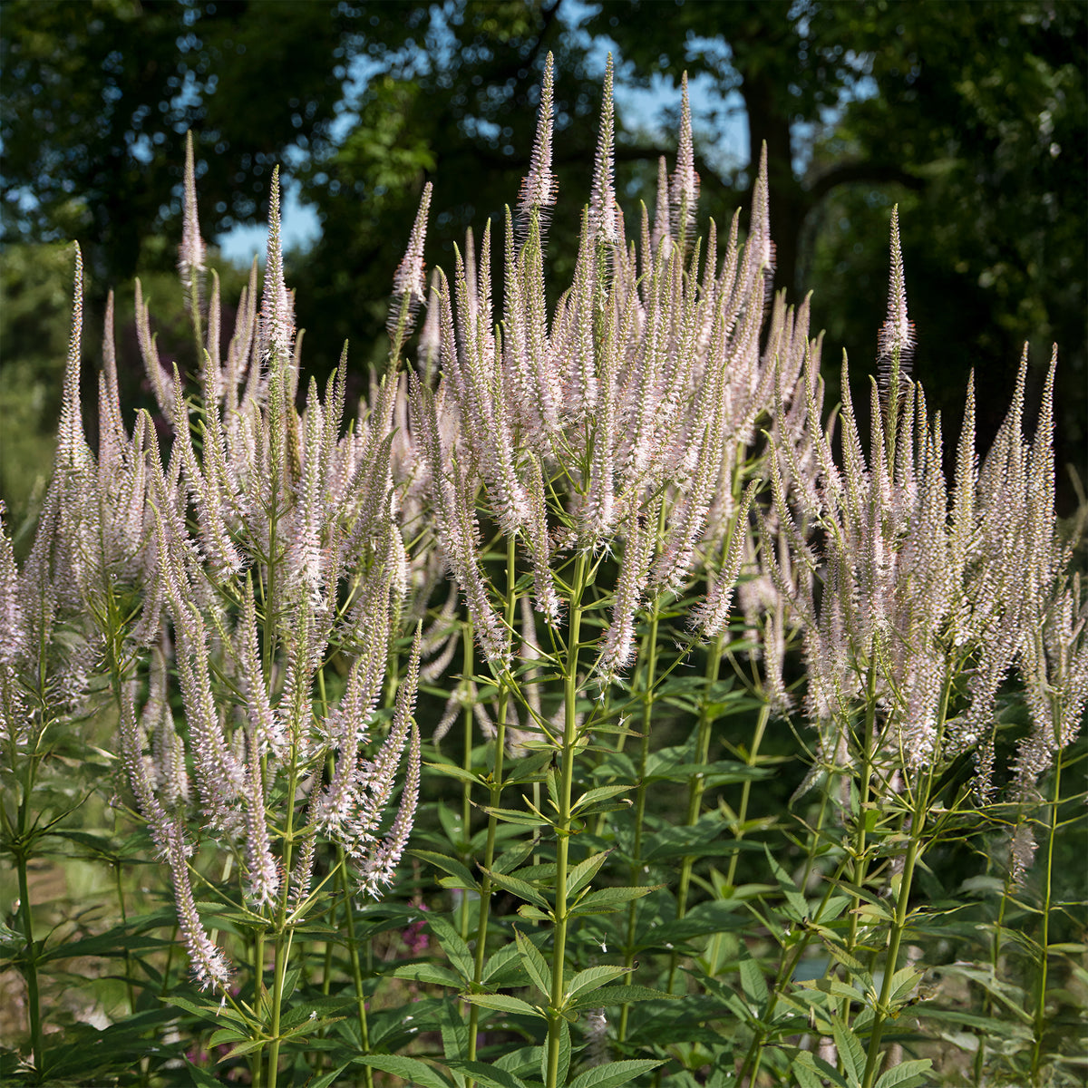 Virginischer Ehrenpreis ‘Roseum’ - Veronicastrum virginicum roseum - Bakker