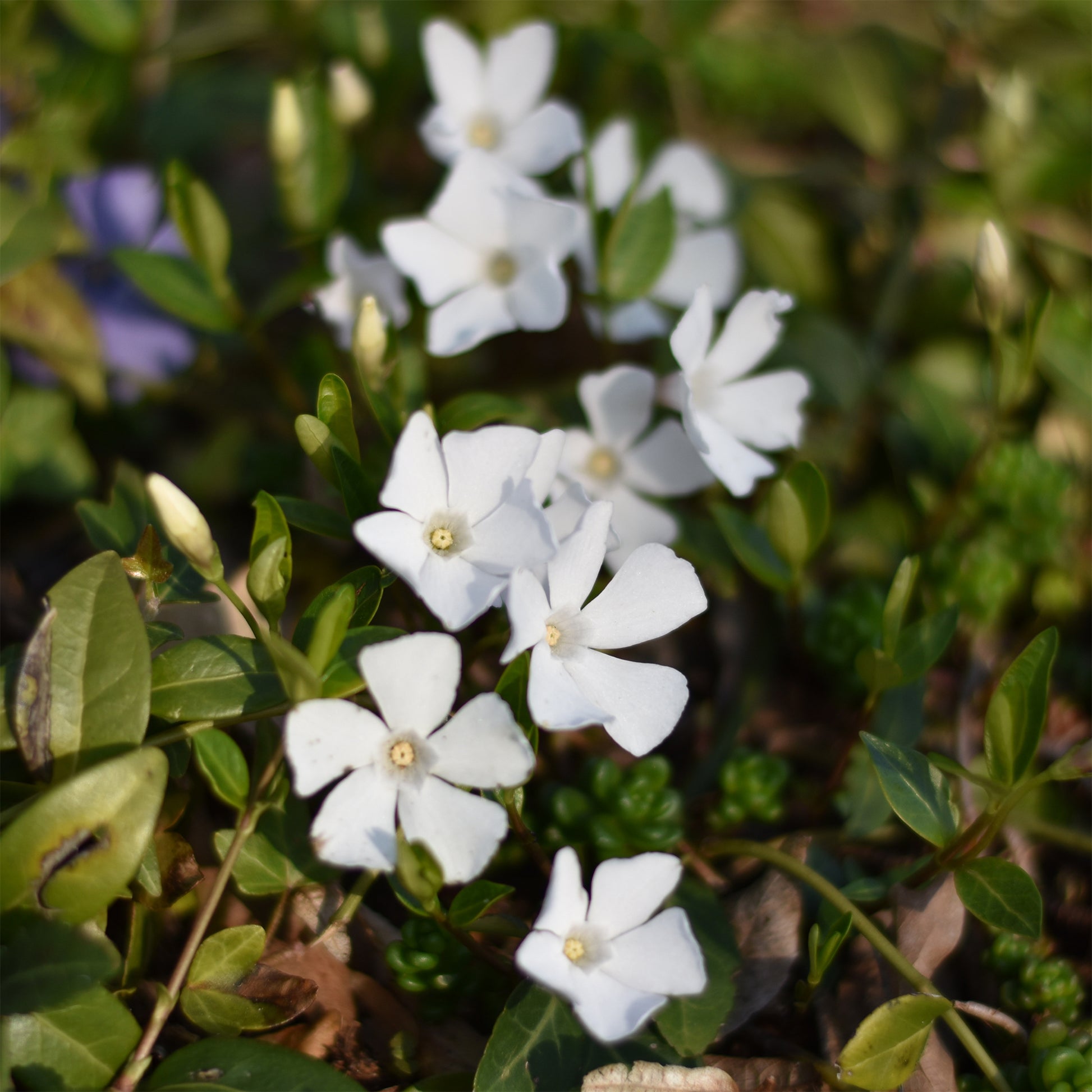 Kleine Immergrüns Alba (x3) - Vinca minor alba - Bakker