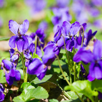 Duftveilchen Königin Charlotte (x3) - Viola odorata königin charlotte - Bakker