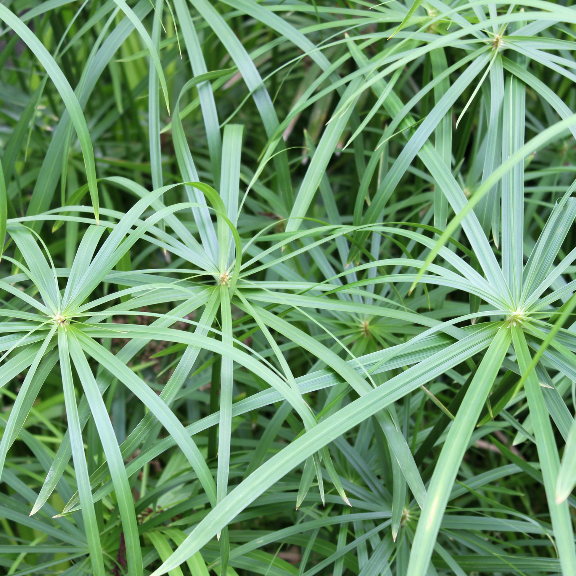 Wohlriechende Erdmandel - Cyperus longus - Bakker