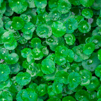 Wassernabel