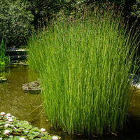 Binse der Weinkellerei Binse der Küferei - Schoenoplectus lacustris - Bakker