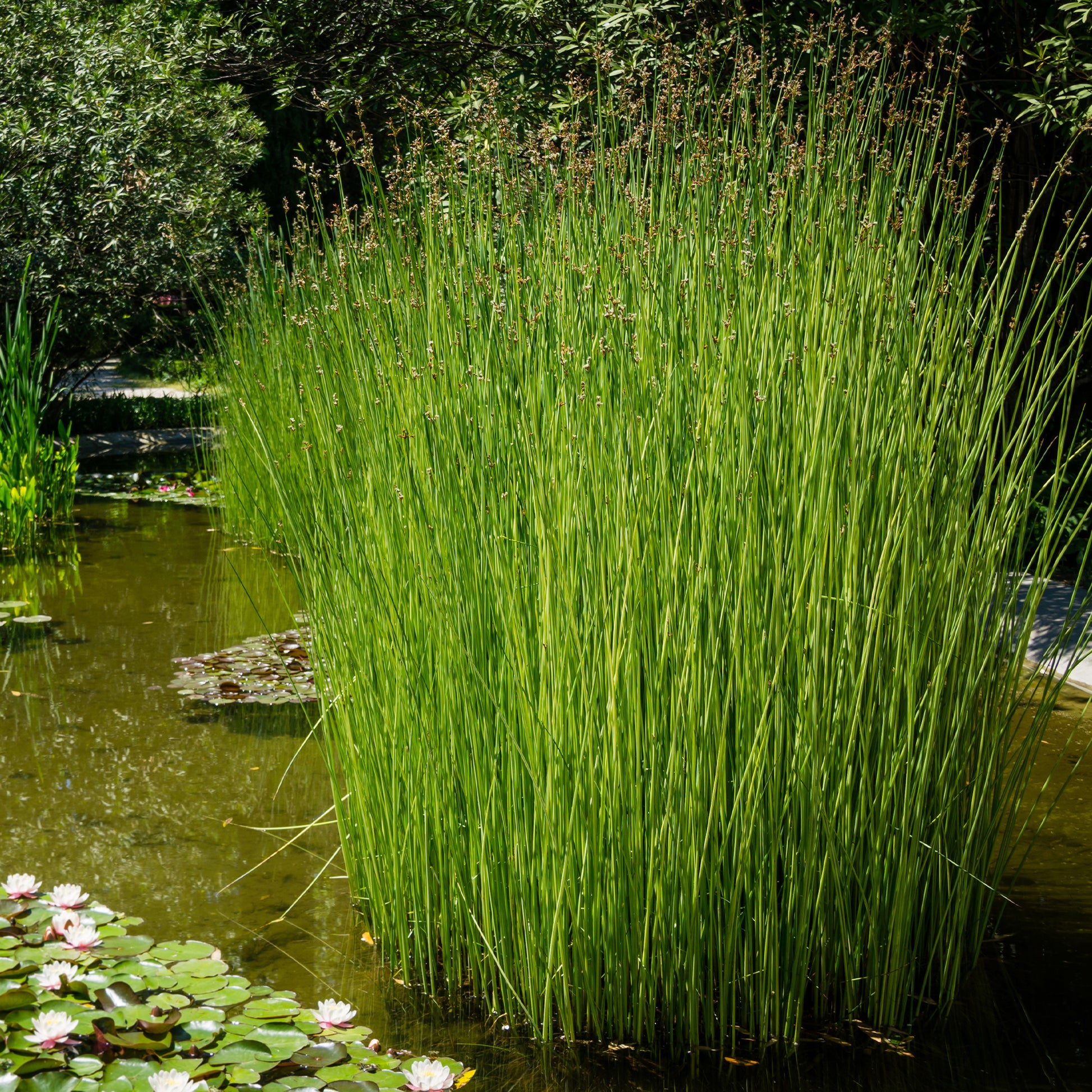 Binse der Weinkellerei Binse der Küferei - Schoenoplectus lacustris - Bakker
