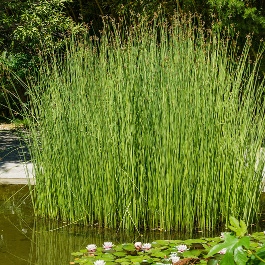 Binse der Weinkellerei Binse der Küferei - Bakker