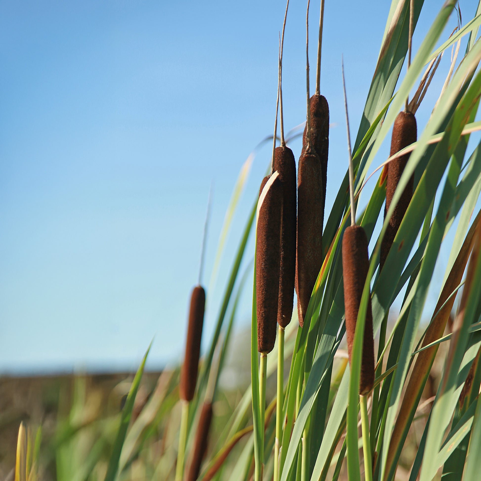 Gräser - Breitblättriger Rohrkolben - Typha latifolia
