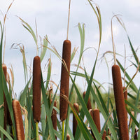 Breitblättriger Rohrkolben - Bakker