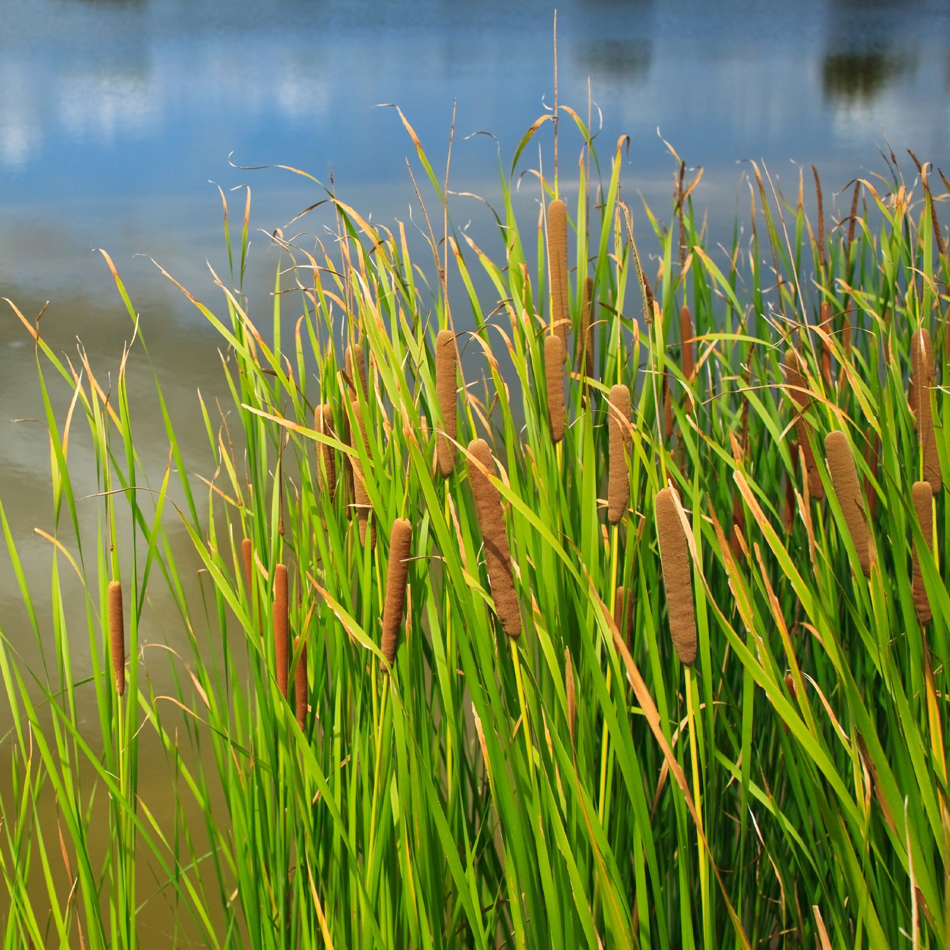 Breitblättriger Rohrkolben - Typha latifolia - Bakker