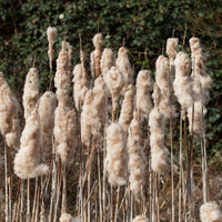 Typha latifolia - Breitblättriger Rohrkolben - Gräser