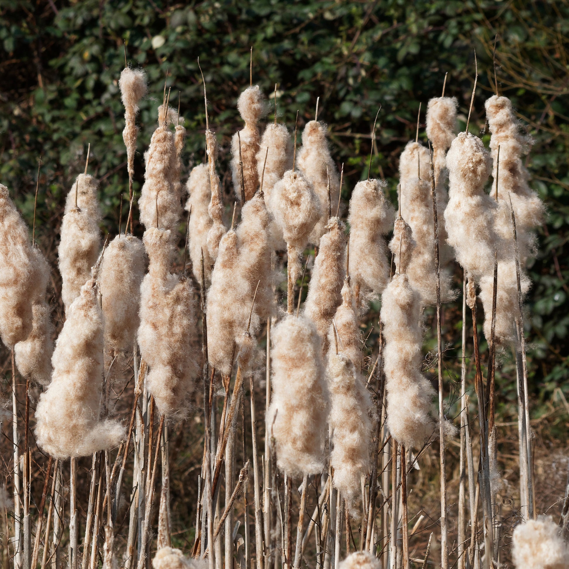 Typha latifolia - Breitblättriger Rohrkolben - Gräser