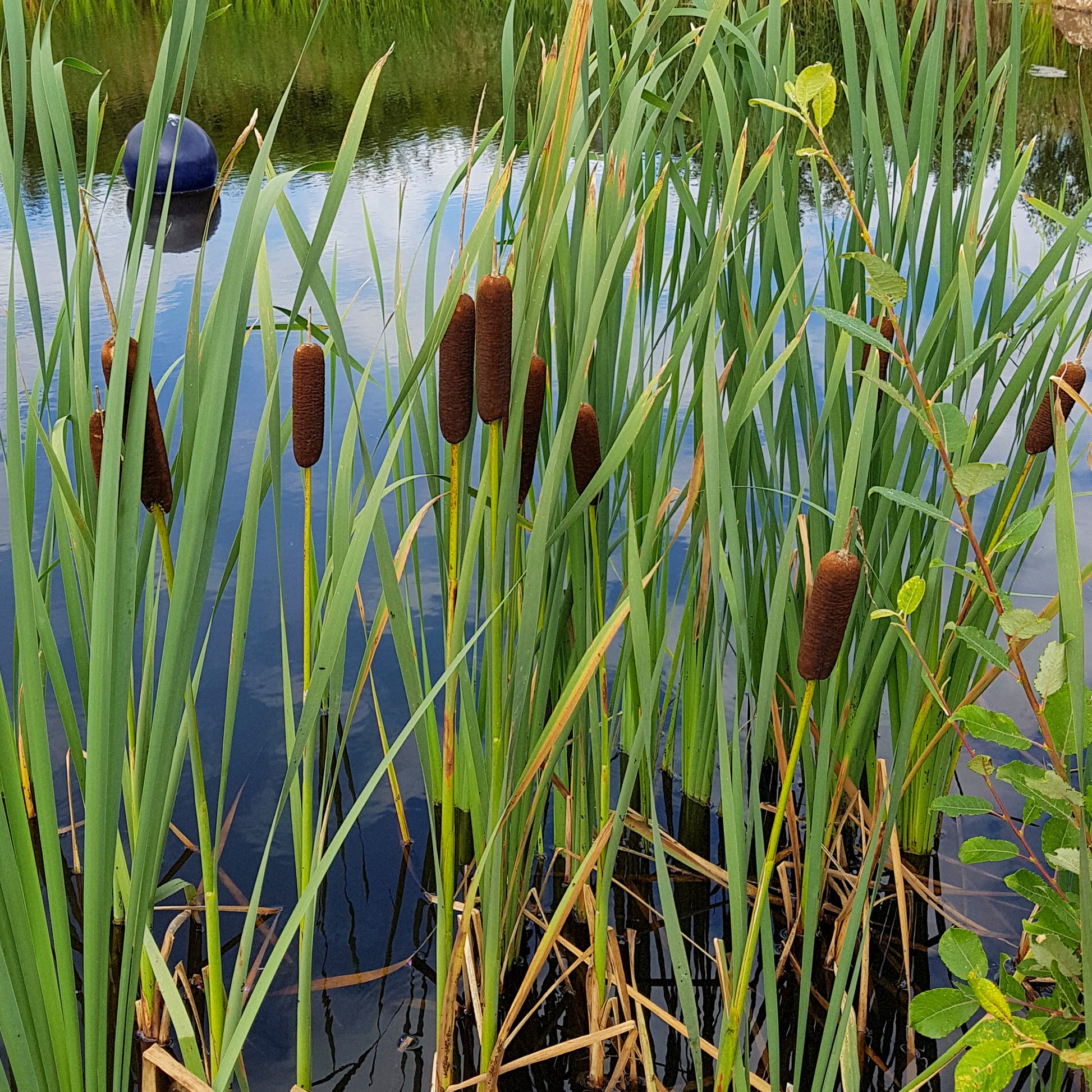Gräser - Laxmanns Rohrkolben - Typha laxmannii