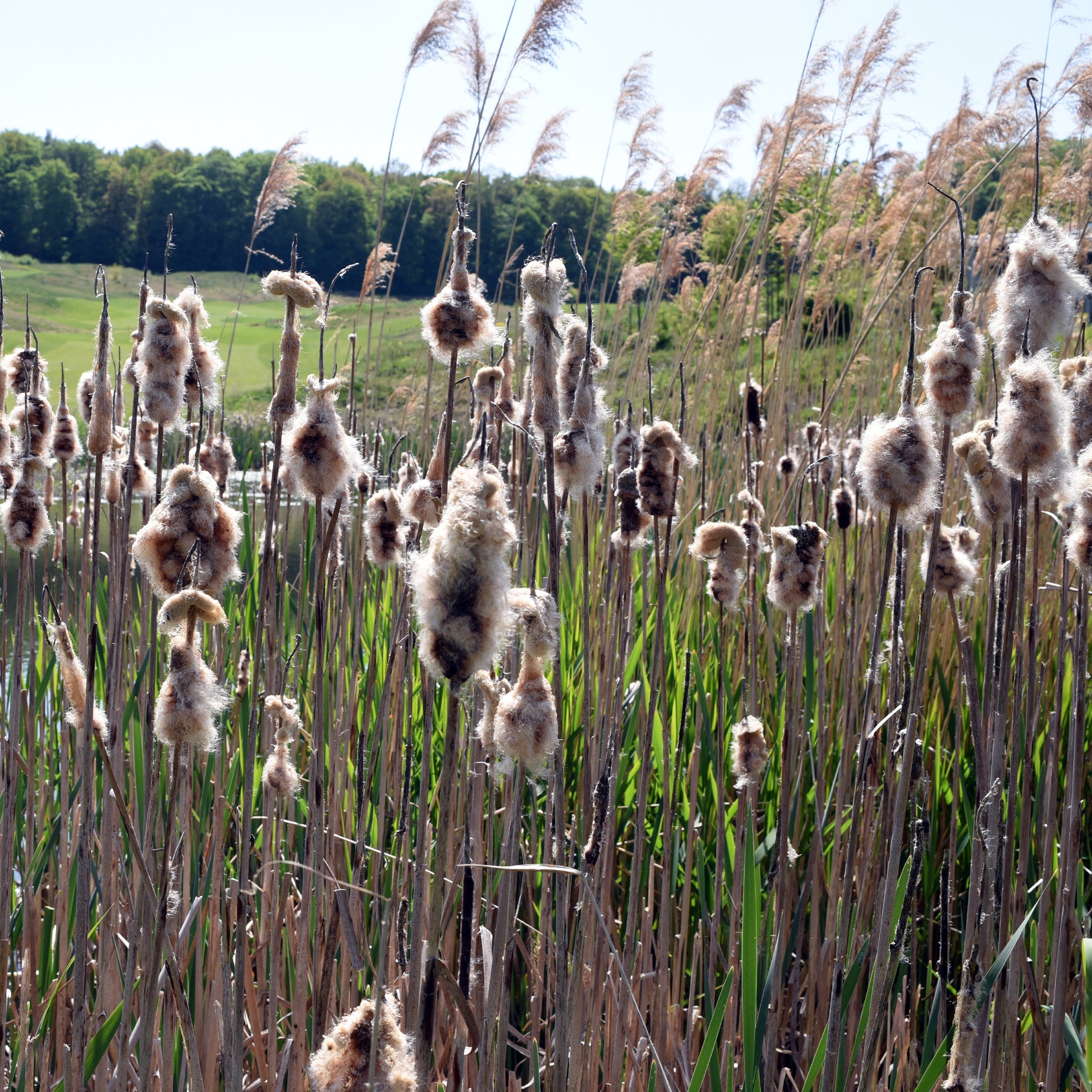 Typha laxmannii - Laxmanns Rohrkolben - Gräser