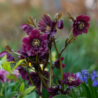 Christrose - Helleborus - gefüllte violette Helleborus Ellen (x2) - Helleborus orientalis Double Ellen Purple