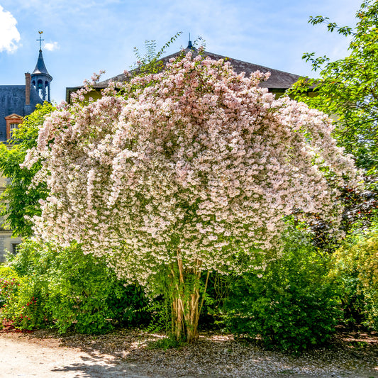 Perlmuttstrauch - Bakker